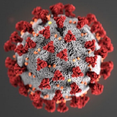 coronavirus molecule 