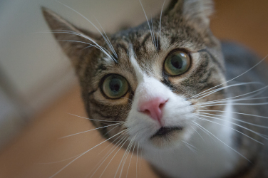 Not THAT kind of CAT...